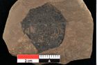Foto (Detailansicht) von Rhytisma parschlugianum Ettingshausen (NHMW-GEO-2024-0188-0089b)
